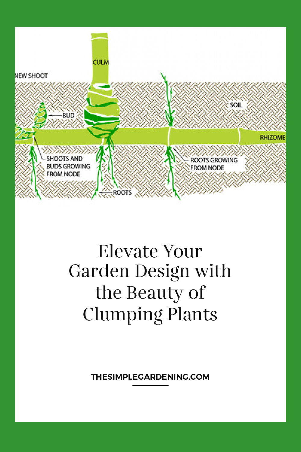 Elevate Your Garden Design with the Beauty of Clumping Plants